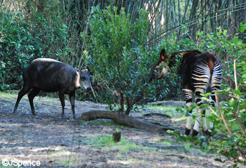 Duiker and Okapi