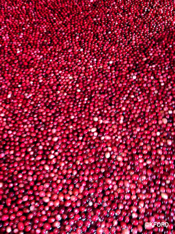 epcot-cranberry-bog-cranberries.jpg