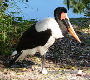 Saddle-billed Stork