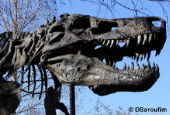 DinoSue