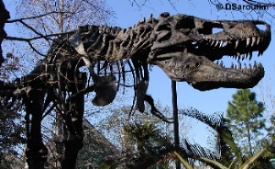 Dino Sue Full