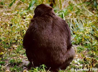 gorilla