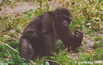 gorilla