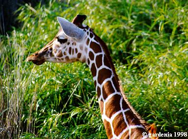 Reticulate Giraffe on the Kilimanjaro Safari Ride