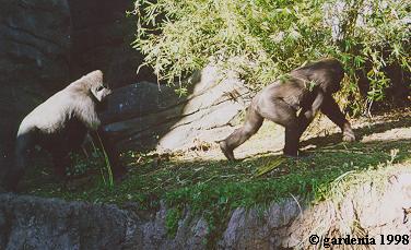 gorillas