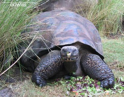 Giant Galapagos Tortoise