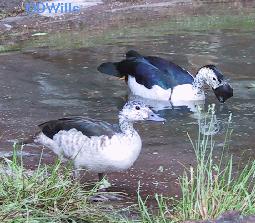 African Comb Ducks