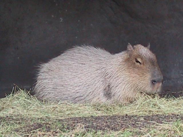 Capybara