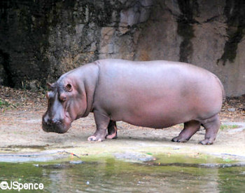 hippos