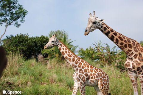 giraffes