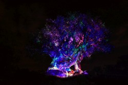 Animal Kingdom Tree of Life Awakens