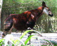 Okapi at Animal Kingdom