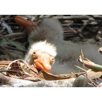Baby African Spoonbill 