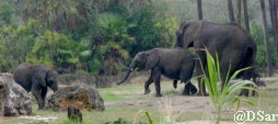 Kianga, Tufani and adult Elephant