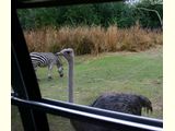 Ostrich Peers into the Van