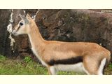 Thomson's Gazelle