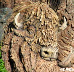 Buffalo on Tree of Life Animal Kingdom