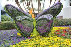 Epcot Flower and Garden Festival  Butterfly Topiaries