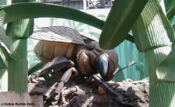 histk playground bee