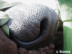 histk playground dogs nose