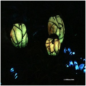 Pandora at Night